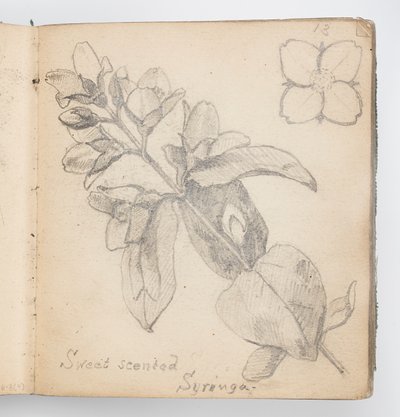 Sketchbook Sayfası: Tatlı Kokulu Şırınga by Kenyon Cox