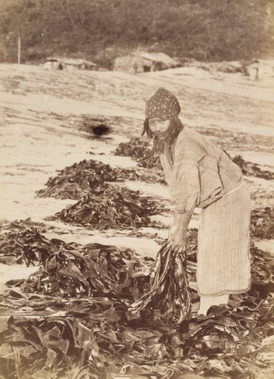 Ainu woman harvesting seaweed, c.1900 (albumen silver print) by Kenzô Tamoto