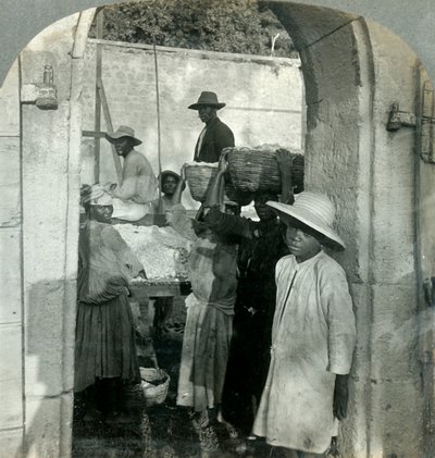 Baklalardan Taze Kakao, Dominika, B.W.I., 1893. by Keystone View Company