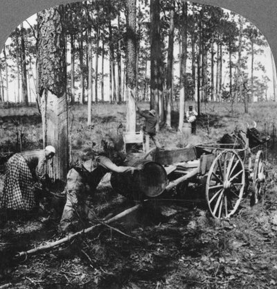 Büyük bir çam ormanında, terebentin toplarken, Kuzey Karolina, ABD, 19. yüzyılın sonları veya 20. yüzyılın başlarında by Keystone View Company