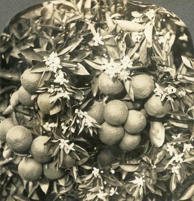Portakal Çiçekleri ve Aynı Ağaçta Büyüyen Olgun Portakallar, California, c1900. by Keystone View Company
