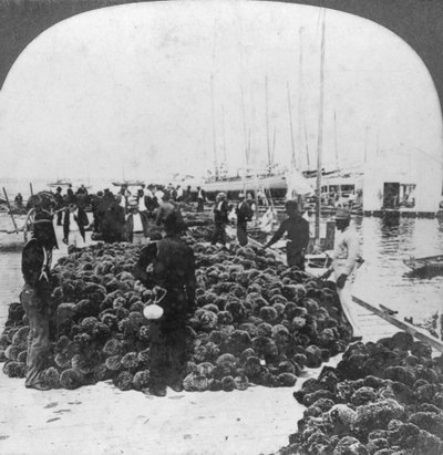 Sünger pazarı, Key West limanı, Florida, ABD, c1900 by Keystone View Company