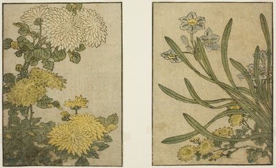 Kasımpatı ve Nergis, resimli kitaptan "Resimli Kitap: Dört Mevsim Çiçekleri (Ehon shiki no hana)," cilt. 2 by Kitagawa Utamaro