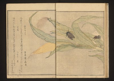 Mısır üzerinde ağustosböceği ve örümcek by Kitagawa Utamaro