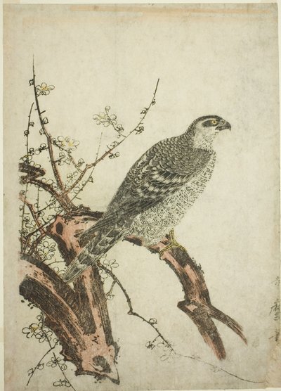 Erik dalı üzerinde şahin by Kitagawa Utamaro