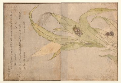 ಹಿಗುರಾಶಿ ಮತ್ತು ಜೇಡ, 1788 (ಮರದ ಬ್ಲಾಕ್)ಟರ್ಕ್ by Kitagawa Utamaro