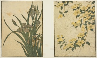 Kerria ve Iris, resimli kitaptan "Resimli Kitap: Dört Mevsim Çiçekleri (Ehon shiki no hana)," cilt. 1 by Kitagawa Utamaro