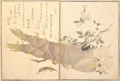 Köstebek Kriket Kera, Kulağakaçan, Hasami-mushi ..., 1788. by Kitagawa Utamaro
