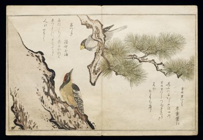 S.332-1946 Vol.1 f.3 Hawfinch and a Woodpecker, 