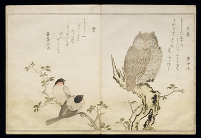 P.332-1946 Vol.2 f.4 An Owl and two Eastern Bullfinches, from an album 
