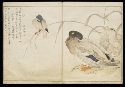 S.332-1946 Cilt 2 f.7 İki yaban ördeği ve bir Kingfisher, 