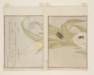 Örümcek (Kumo) ve Akşam Ağustosböceği (Higurashi) (renkli tahta baskı) by Kitagawa Utamaro