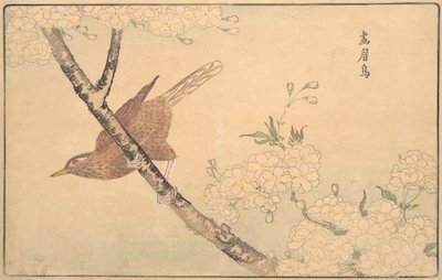 Gri Ardıç, 1789. by Kitao Masayoshi