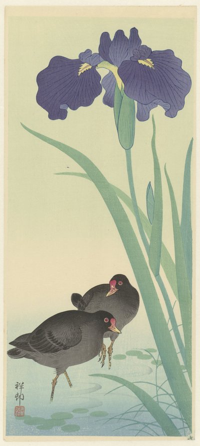 Moorhens ve İrisler (renkli gravür) by Ohara Koson