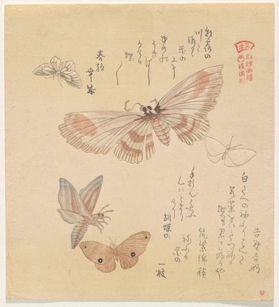 Kelebekler ve güveler, A Flock of Butterflies serisinden (Gunch? Gafu) by Kubo Shunman