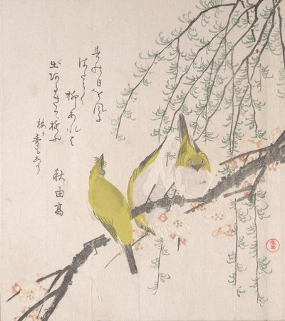 Erik Ağacı ve Söğütlü Japon Beyaz Gözleri..., yakl. 1810. by Kubo Shunman