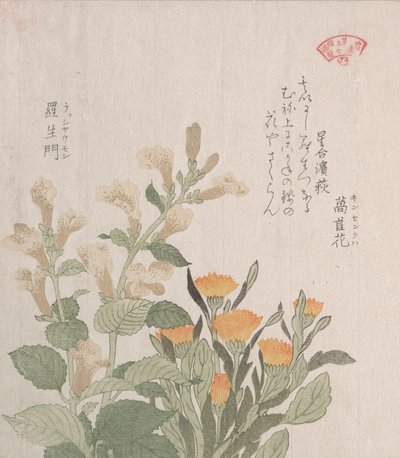 Ortak Kadife Çiçeği ve Rajoman Çiçekleri, 19. yüzyıl. by Kubo Shunman