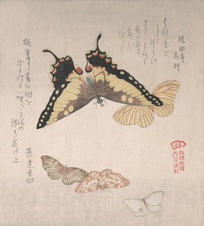Çeşitli güveler ve kelebekler, 19. yüzyıl. by Kubo Shunman