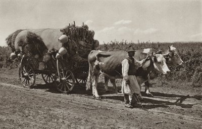 Romanya: Çömlek tüccarı (s/b fotoğraf) by Kurt Hielscher