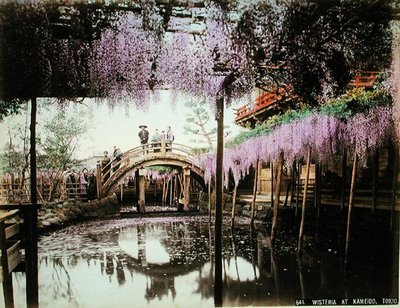 Wisteria, Kameido, Tokyo (kartta elle renkli albümin baskısı) by Kusakabe (attr. to) Kimbei