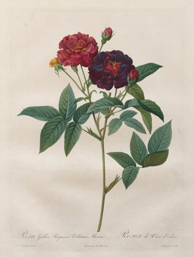 Güller: Rosa Gallica Purpurea Velutina Parva by Langlois