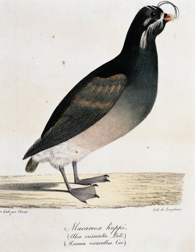 Dünya Çapında Pitoresk Yolculuktan Tepeli Auklet (Aethia cristatella) by Langlume Langlume