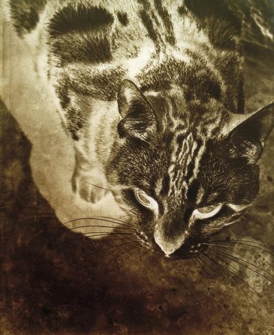 Kedi (negatif baskı) by Laszlo Moholy Nagy