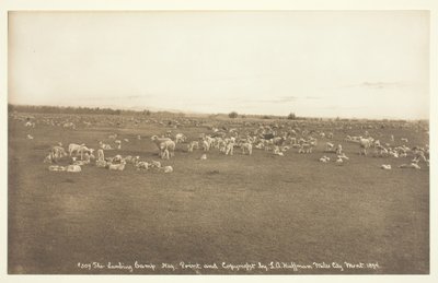 Kuzulama Kampı, 1894. by Laton Alton Huffman