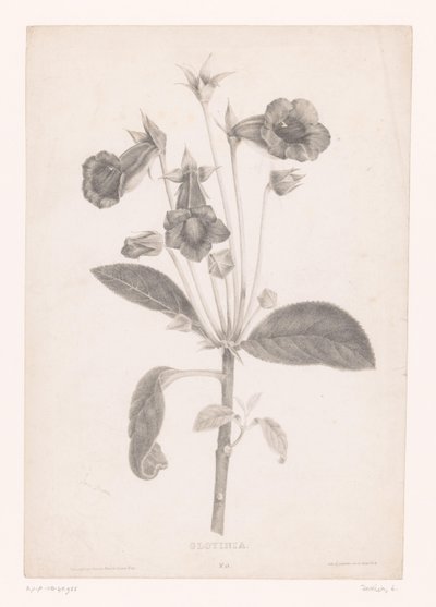 Gloxinia Gloyinia (nesne üzerindeki başlık) by Laure Devéria