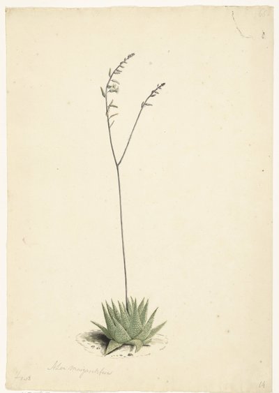 çiçekli Aloe by Laurens Vincentsz. van der Vinne