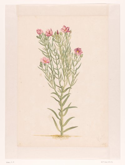 Pembe çiçekli bitki (nesnedeki başlık) by Laurens Vincentsz. van der Vinne