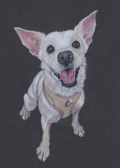 Fluffy , 2025 (tonlu kağıt üzerine renkli kalem) by Laurie Michaels