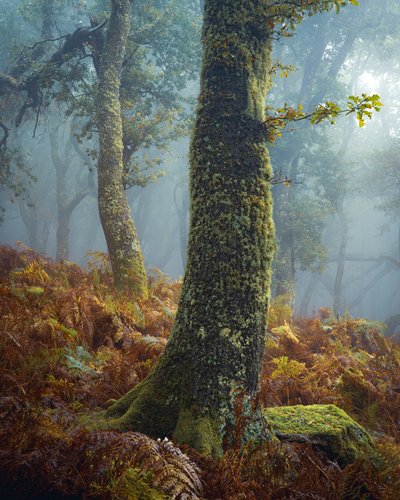 A Breath in the Pines, 2024 (fotoğraf) by Lee Cooper