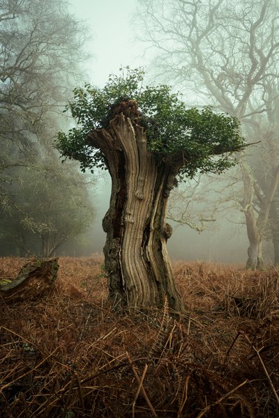 Antik Bonsai, 2025 (fotoğraf) by Lee Cooper