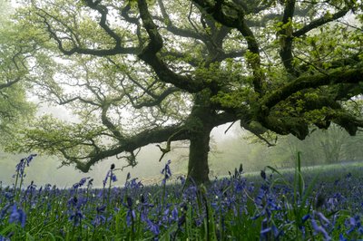 Ancient Greens, 2025 (fotoğraf) by Lee Cooper