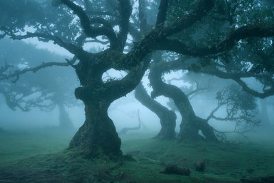 Ancient Order, 2025 (fotoğraf) by Lee Cooper
