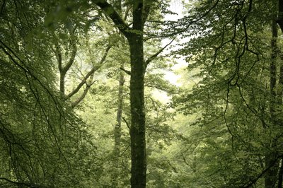 Branchline, 2024 (fotoğraf) by Lee Cooper