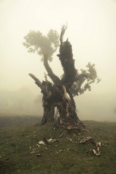 Rootrise, 2023 (fotoğraf) by Lee Cooper