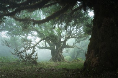 The Gathering Wood, 2023 (fotoğraf) by Lee Cooper