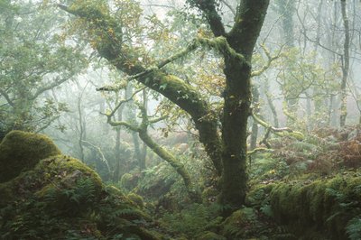 Moss