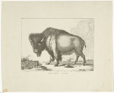 Bizon by Leendert Brasser
