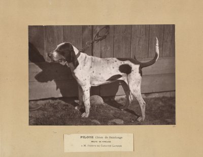 Pilot, Saintonge Köpeği, Virelade Paketi, AM Joseph de Carayon Latour by Leon Cremiere