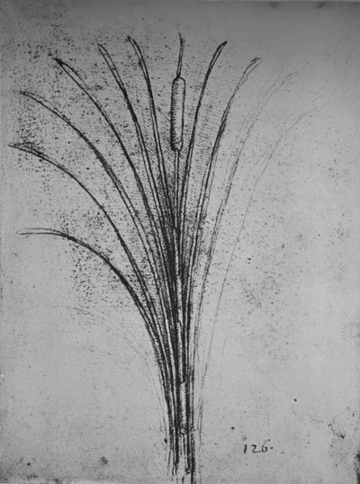Bir Bulrush, c1480 1945 by Leonardo da Vinci