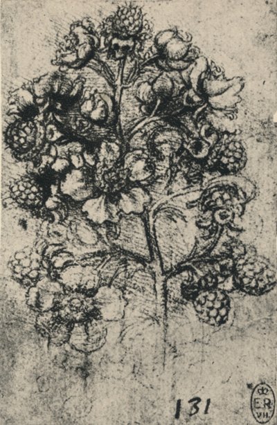 Brambles Spreyi, c1480 1945 by Leonardo da Vinci