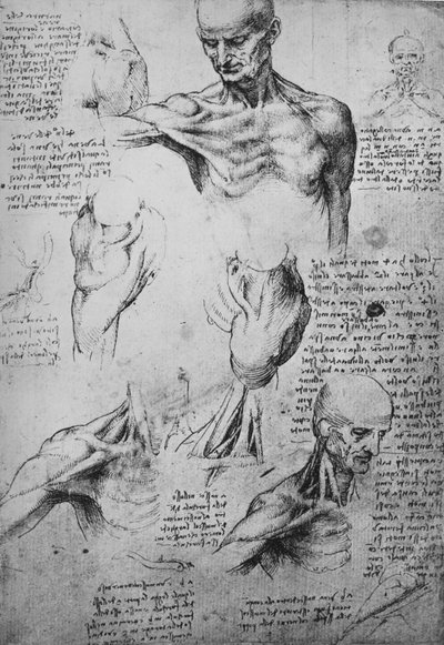 Bir Adamın Boyun ve Omuzlarının Anatomik Çizimleri, c1480 1945 by Leonardo da Vinci