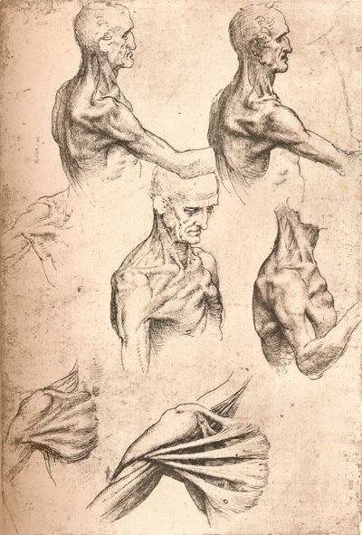 Anatomik çizim, c1472-c1519 1883 by Leonardo da Vinci