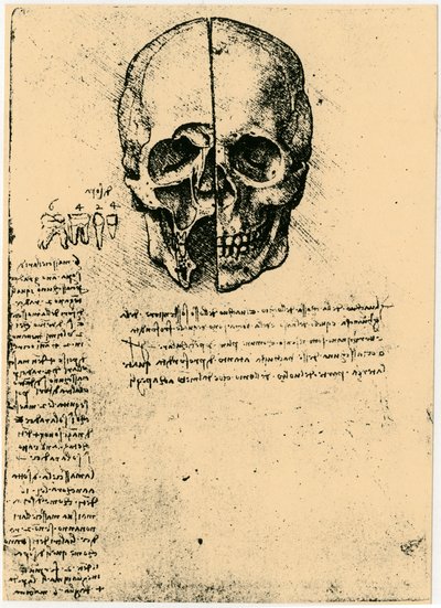 Bir insan kafatasının anatomik çizimi, c1472-1519 by Leonardo da Vinci