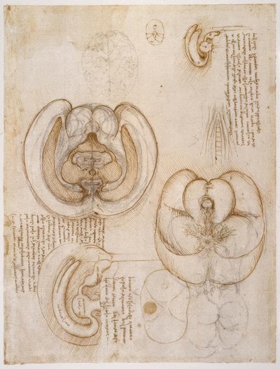 anatomi eğitimi by Leonardo da Vinci