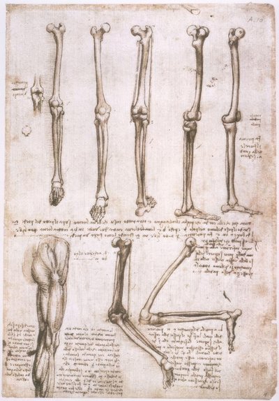 anatomi eğitimi by Leonardo da Vinci