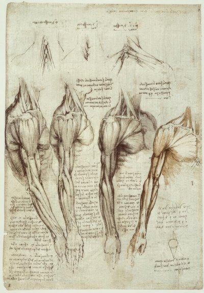 anatomi eğitimi by Leonardo da Vinci